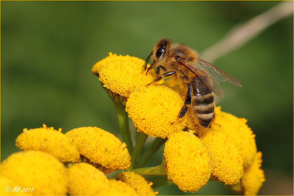 Bienchen auf Rainfarn