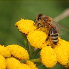 Bienchen auf Rainfarn