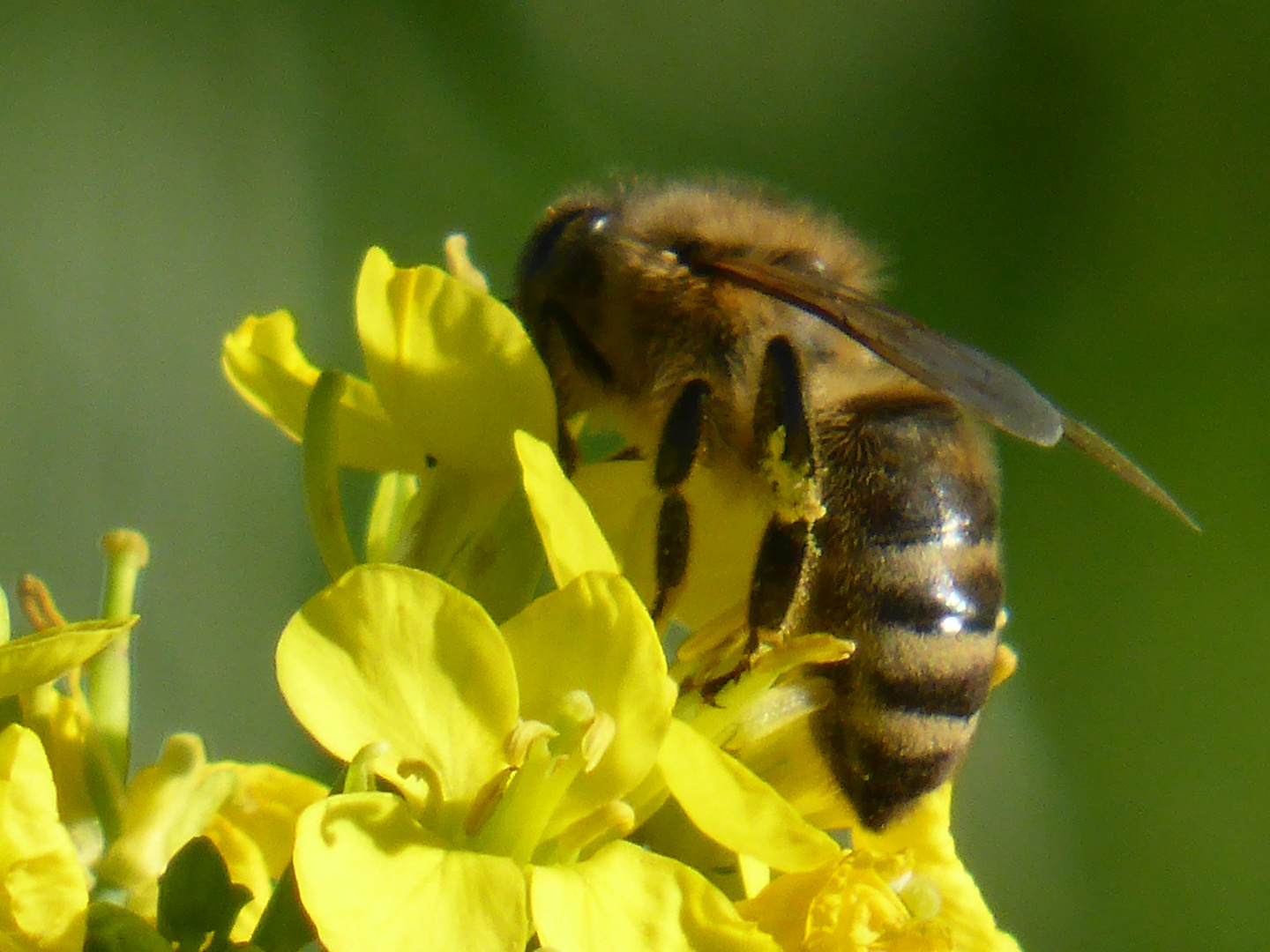 Bienchen auf Rapsblüte