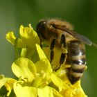 Bienchen auf Rapsblüte