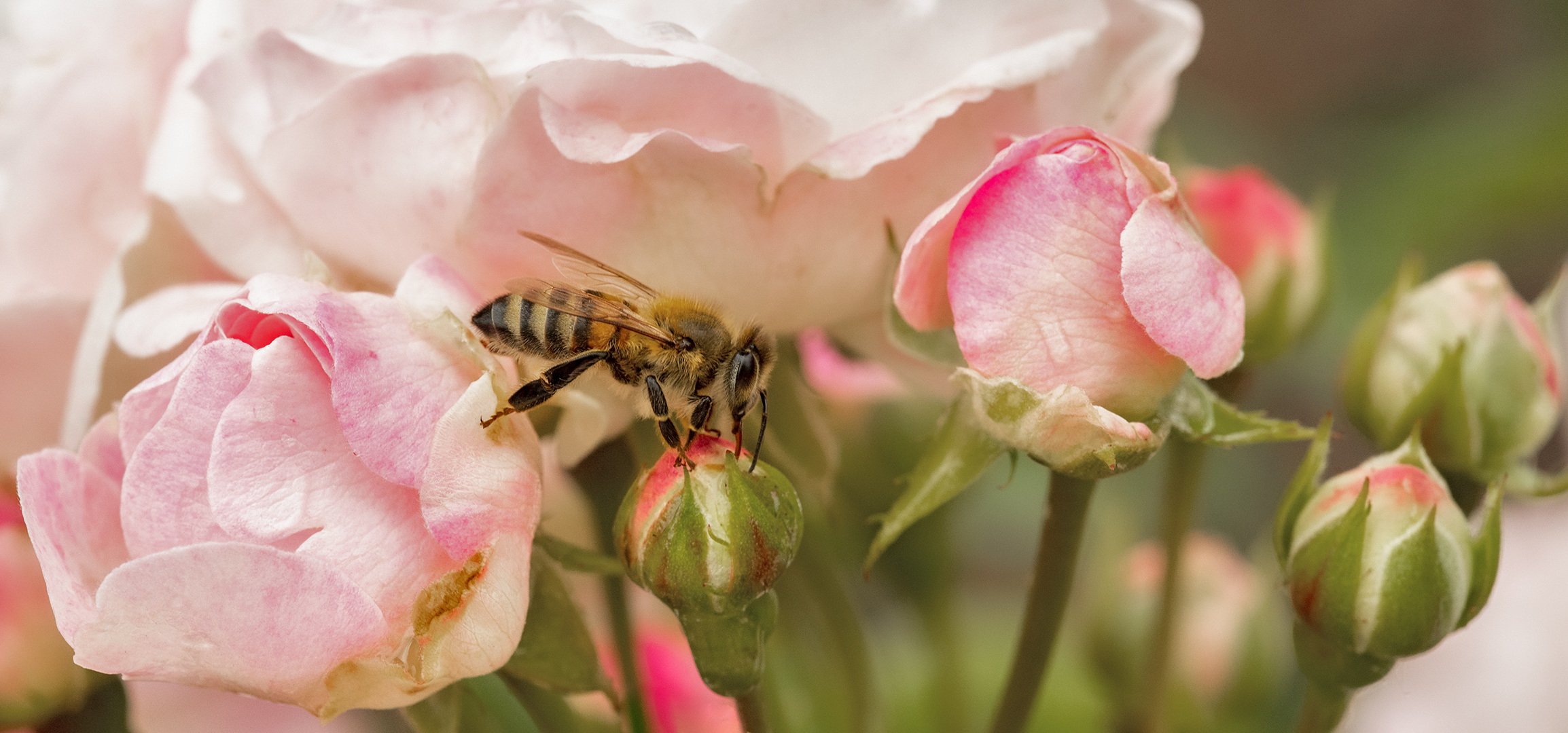 Bienchen auf Rosen