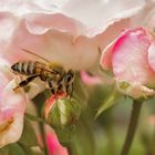 Bienchen auf Rosen