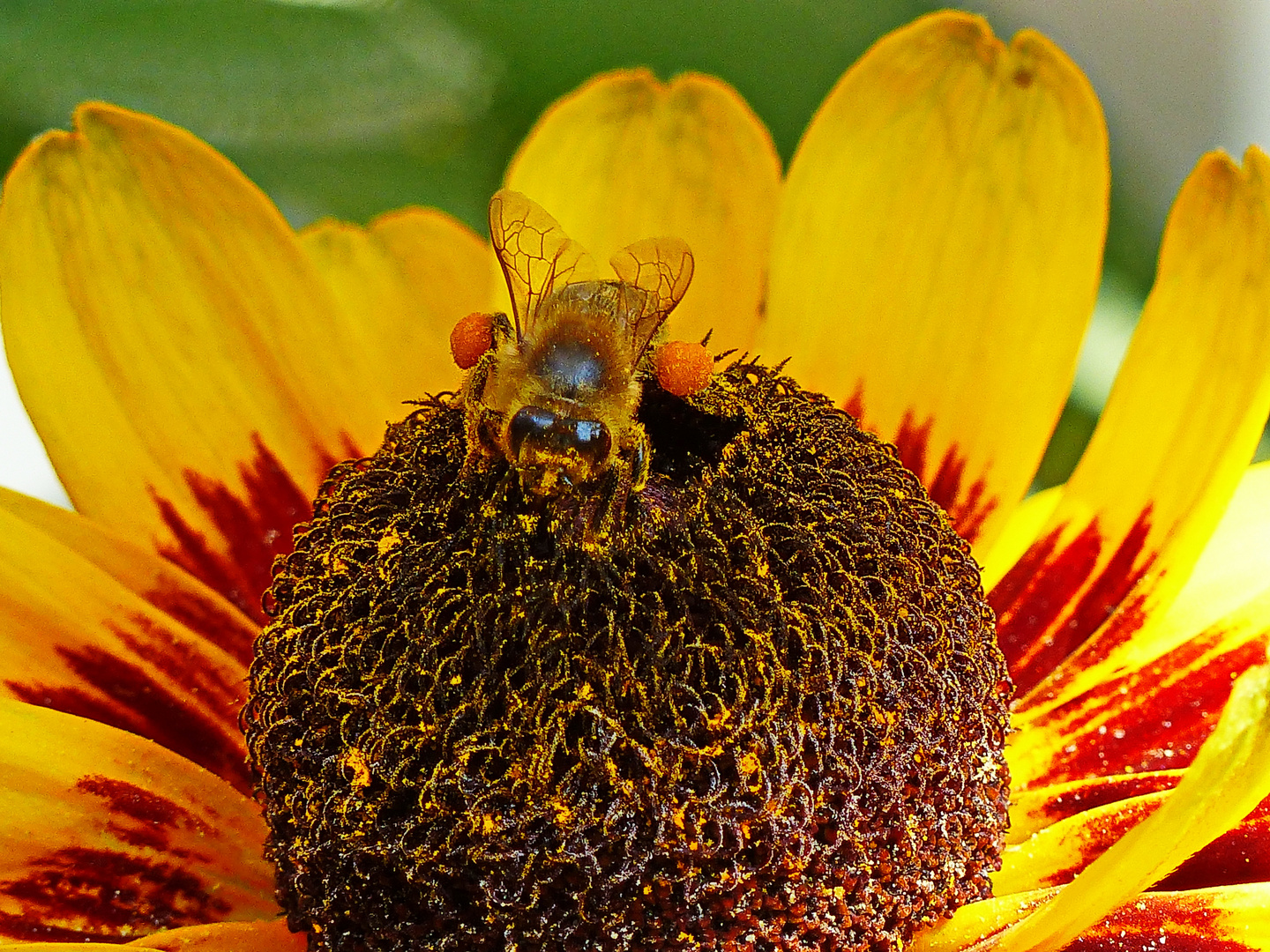 Bienchen auf Rudbeckia Blume