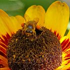 Bienchen auf Rudbeckia Blume
