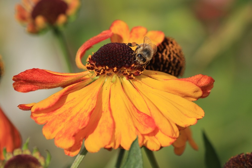 Bienchen auf Sonnenbraut