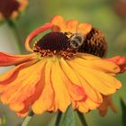 Bienchen auf Sonnenbraut