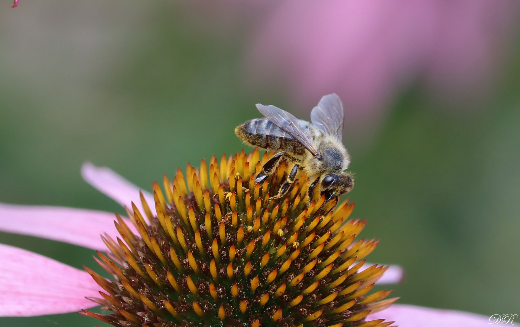 Bienchen auf Sonnenhut