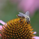 Bienchen auf Sonnenhut