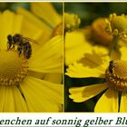 Bienchen auf sonnig gelber Blüte