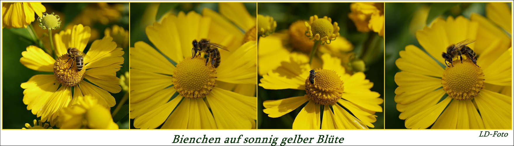 Bienchen auf sonnig gelber Blüte