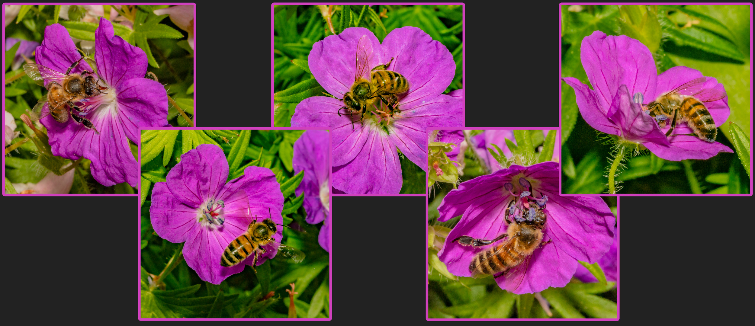 Bienchen auf Storchenschnabel 