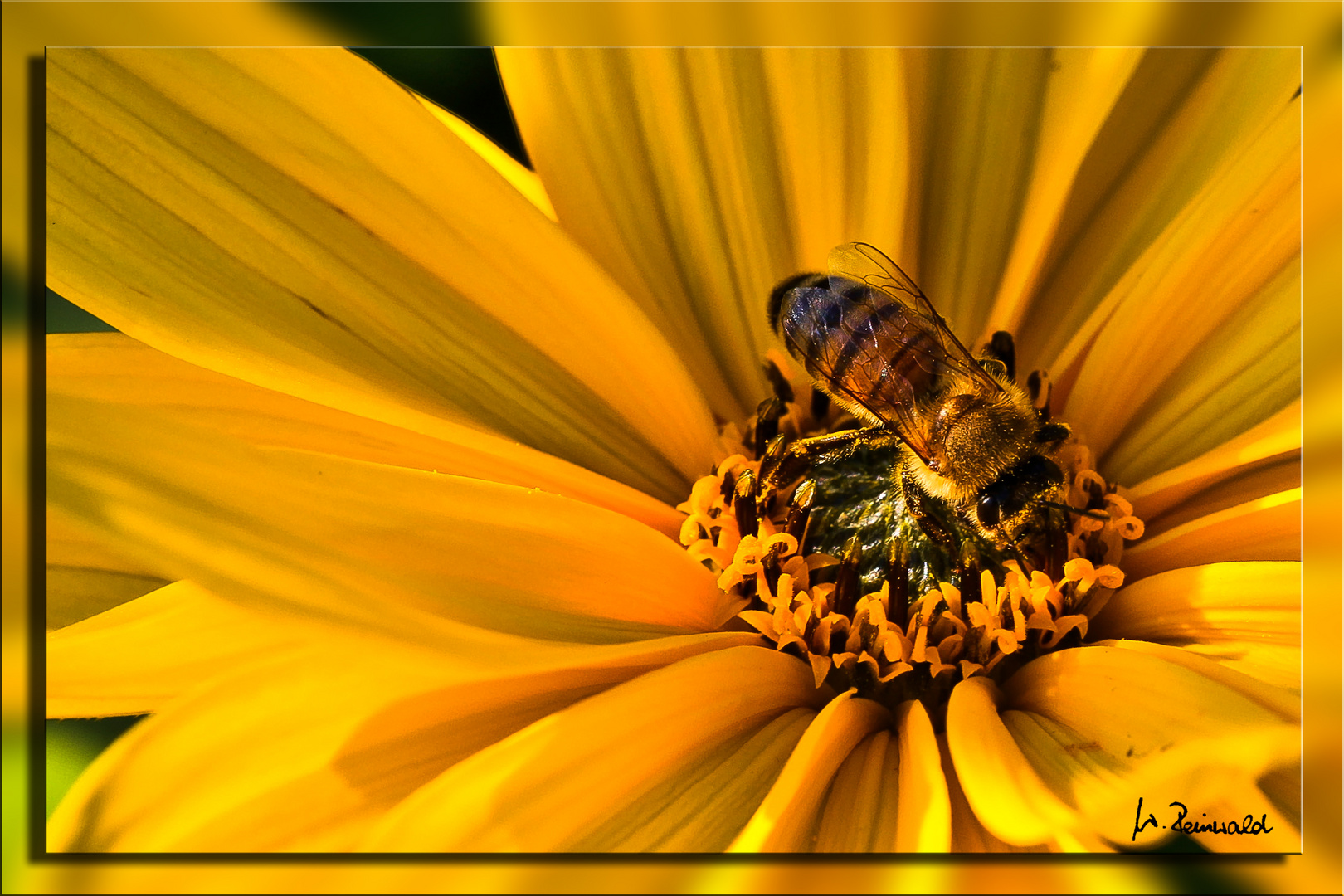 Bienchen auf Topinambur