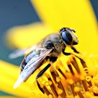 Bienchen auf Topinambur