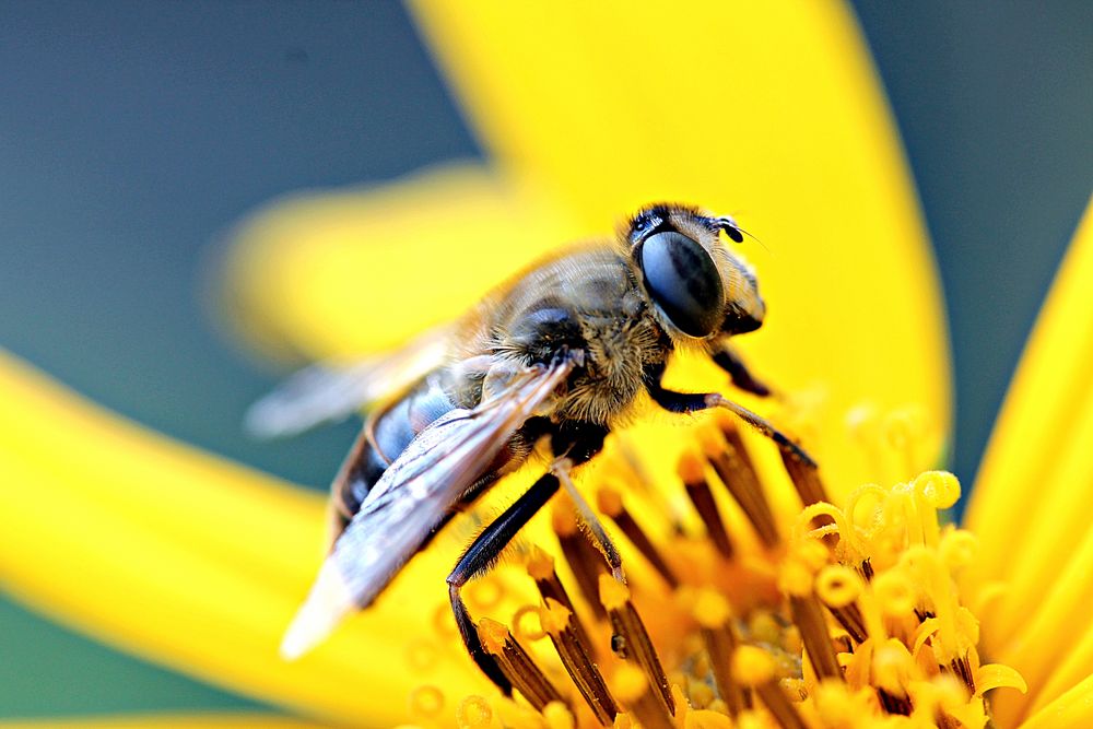 Bienchen auf Topinambur