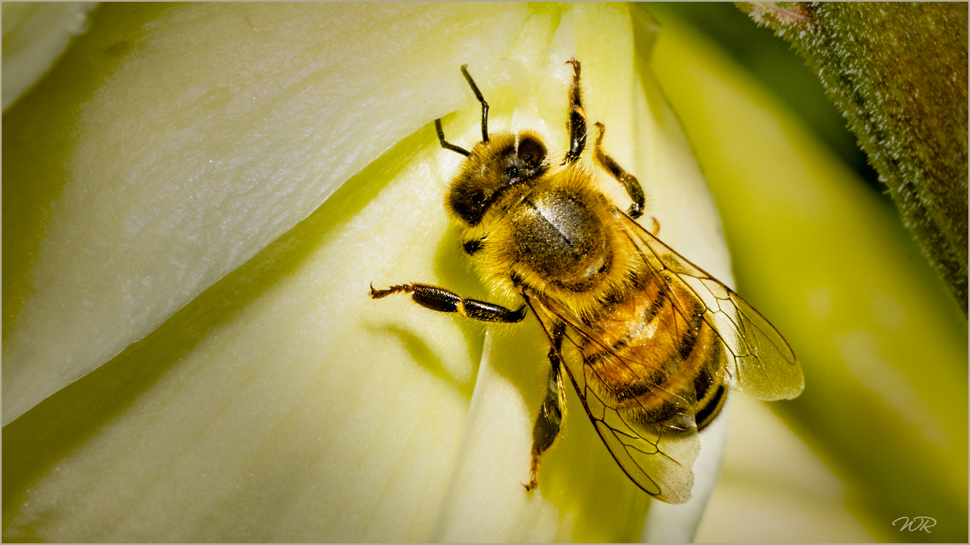 Bienchen auf Yuccablüte