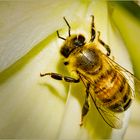 Bienchen auf Yuccablüte