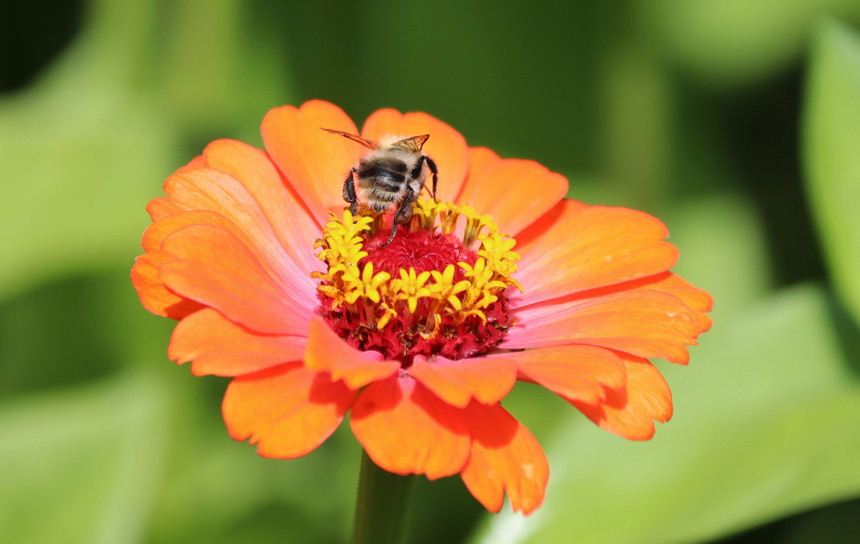 Bienchen auf Zinnie