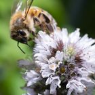 Bienchen