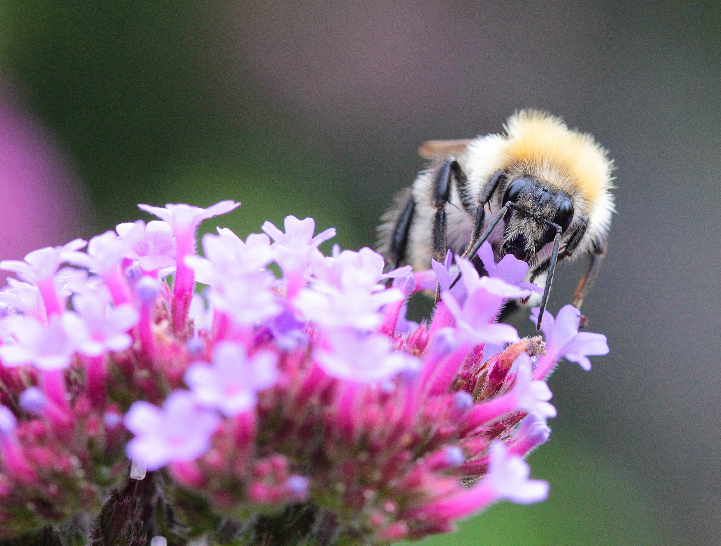 Bienchen