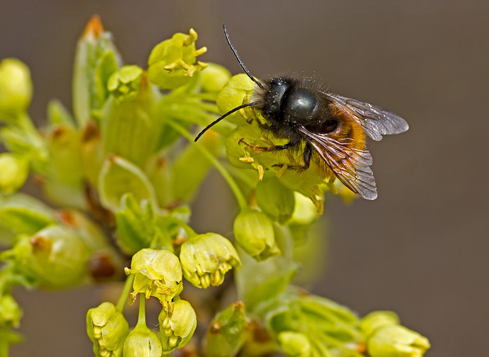 Bienchen