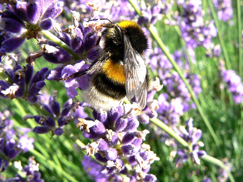 Bienchen...