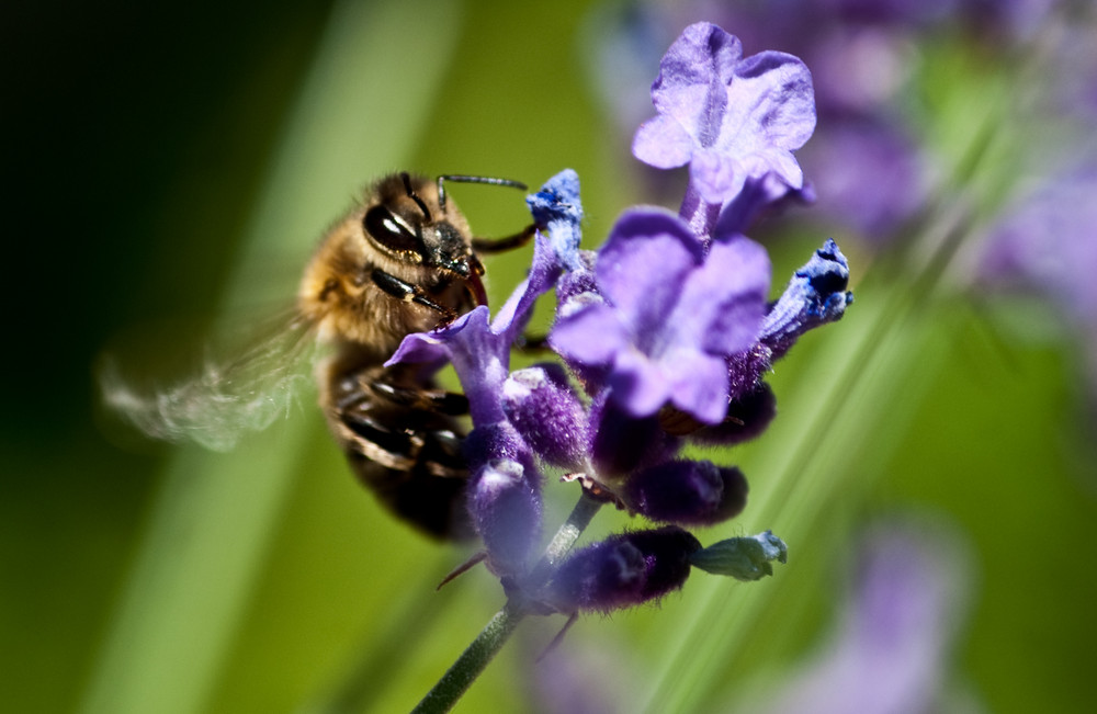 Bienchen