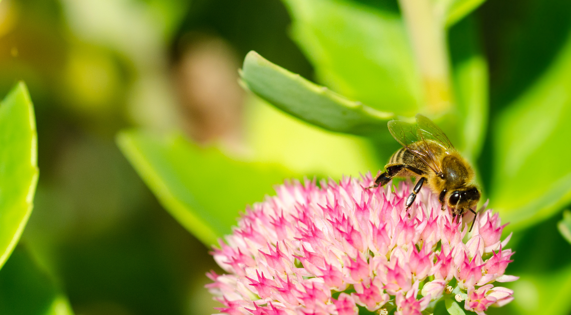 Bienchen