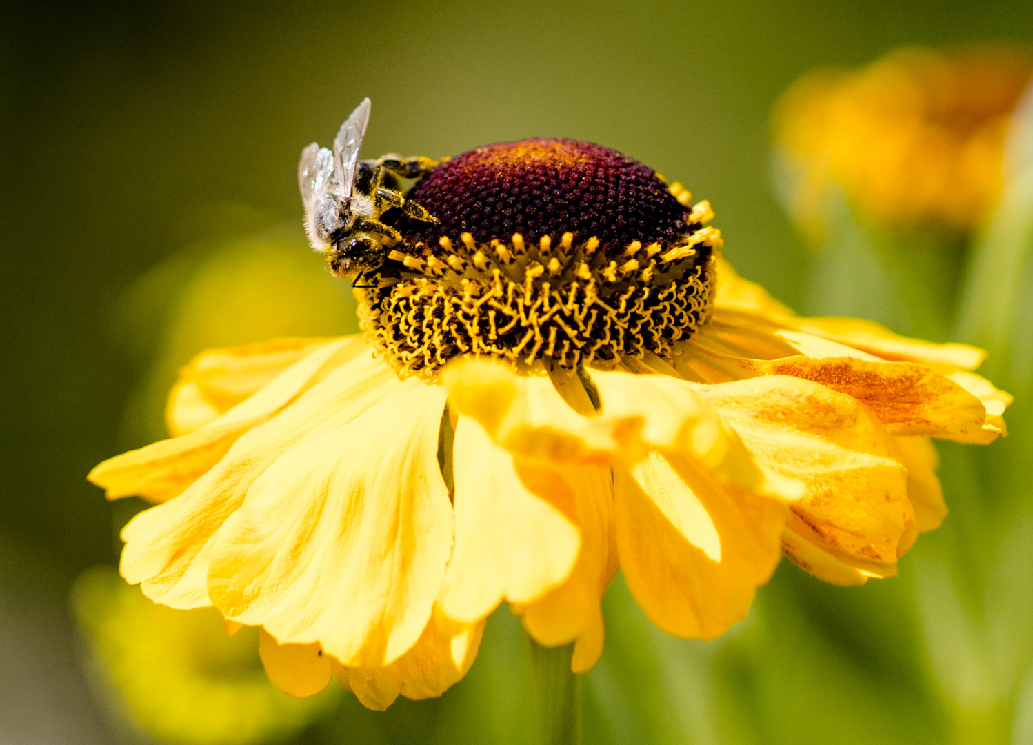 Bienchen