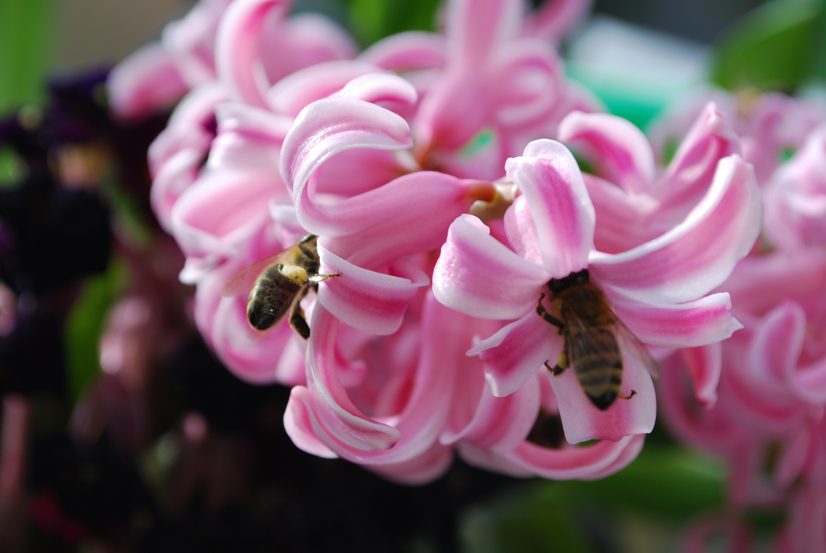 Bienchen