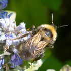 bienchen