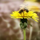 Bienchen bändigt Löwenzahn