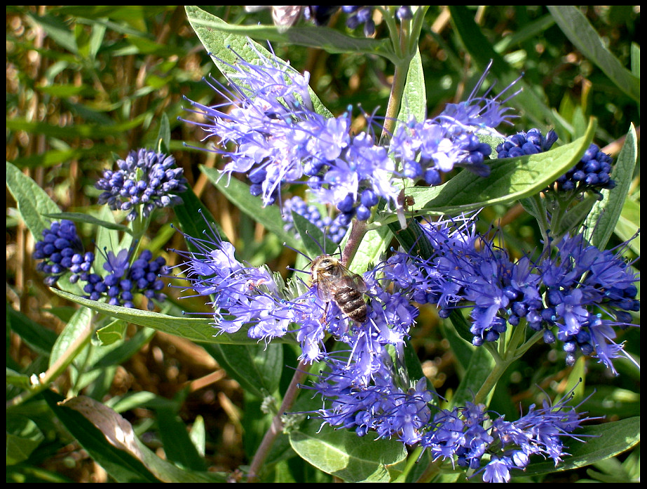 Bienchen.