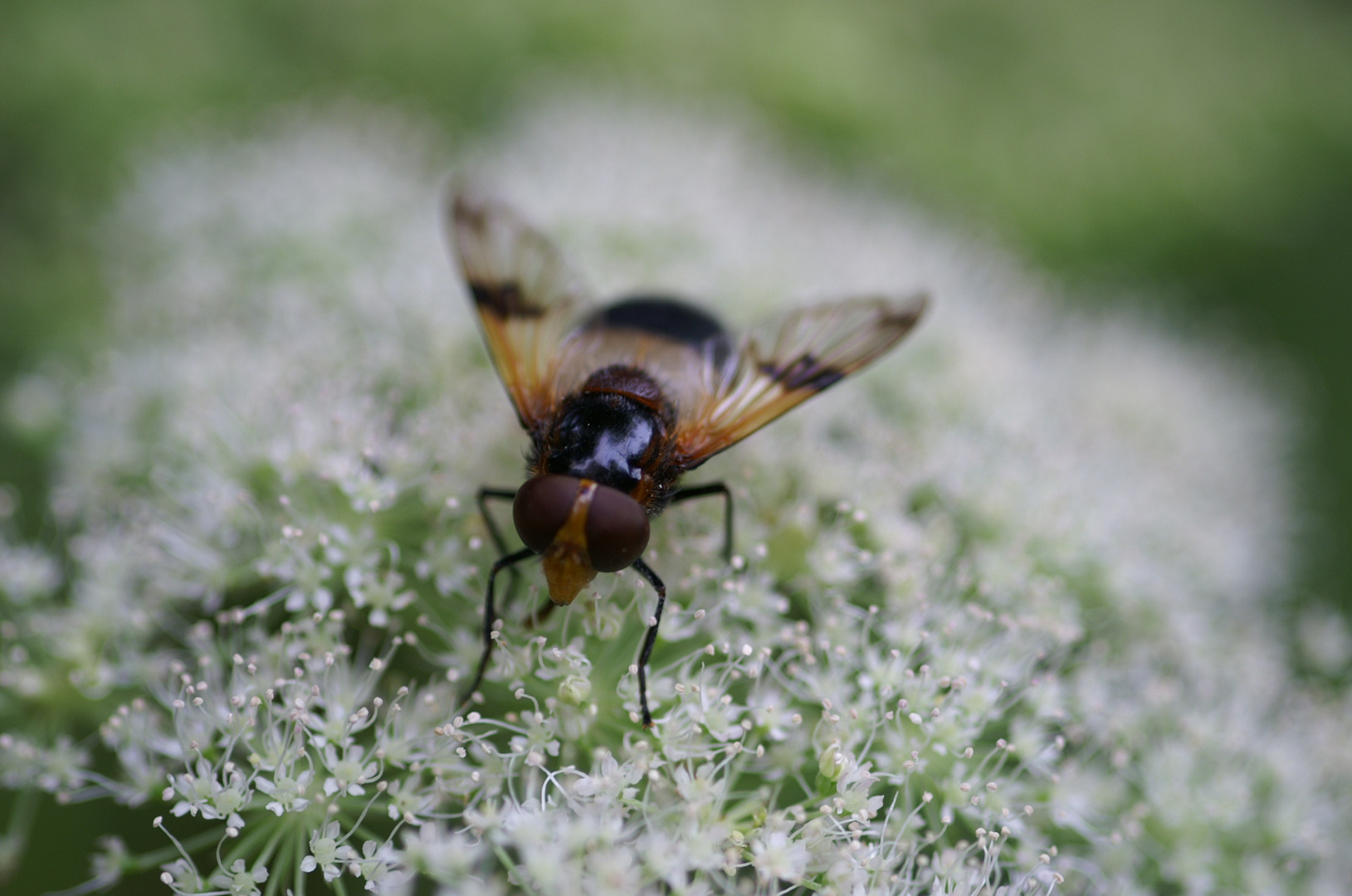 Bienchen