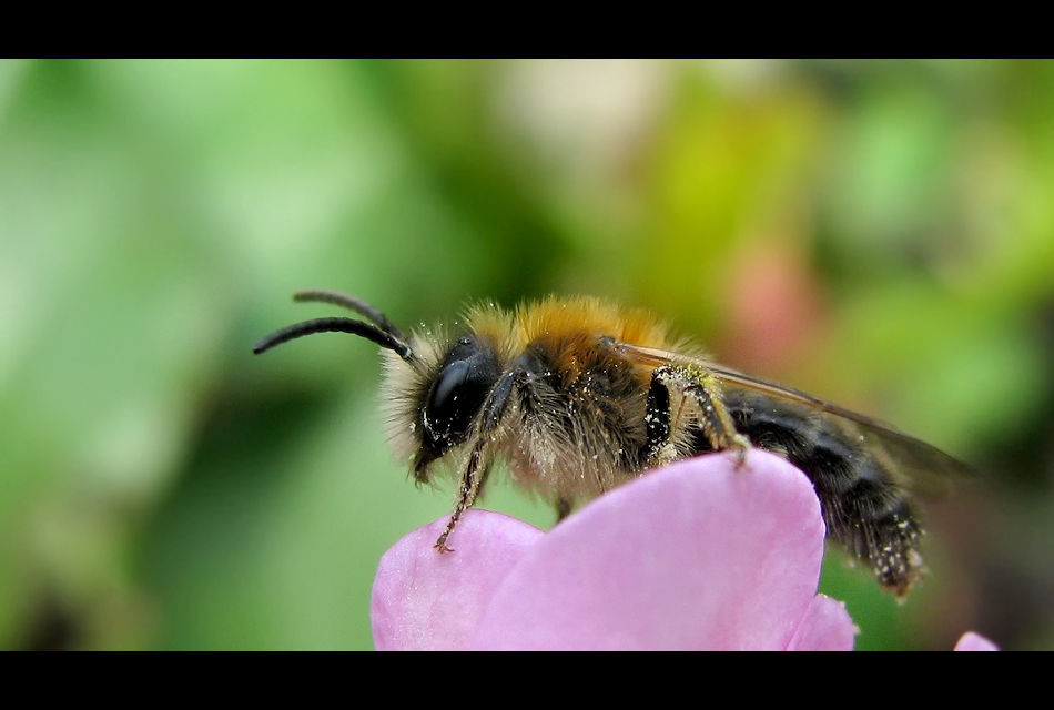 Bienchen