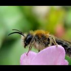 Bienchen