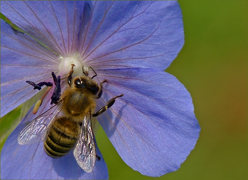 Bienchen bei Blümchen zum Kaffee