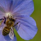 Bienchen bei Blümchen zum Kaffee