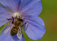 Bienchen bei Blümchen zum Kaffee