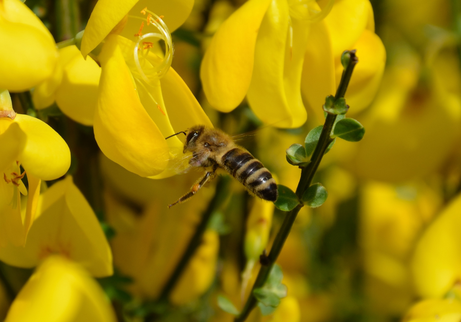 Bienchen bei der Arbeit