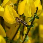 Bienchen bei der Arbeit