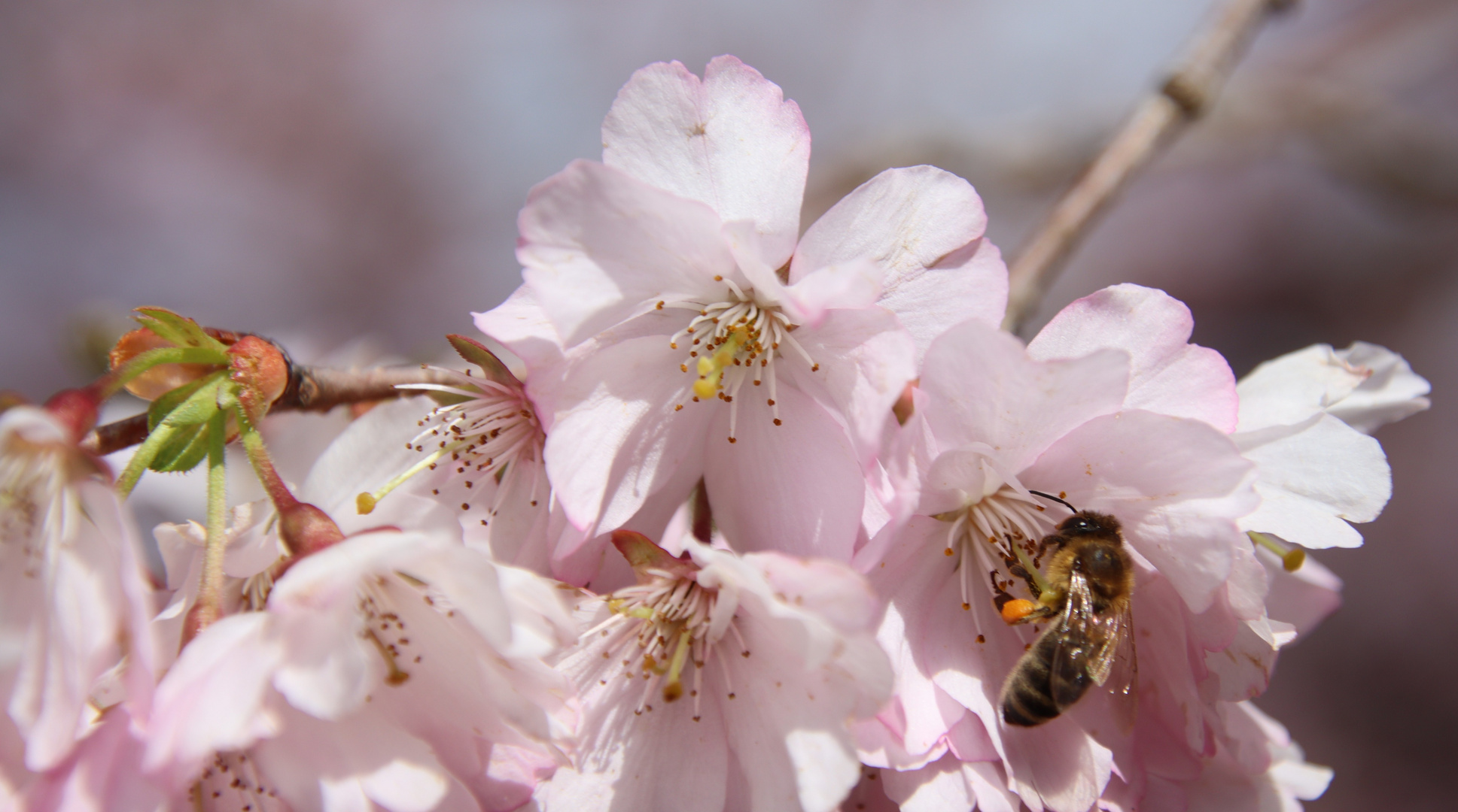 Bienchen bei der Arbeit 