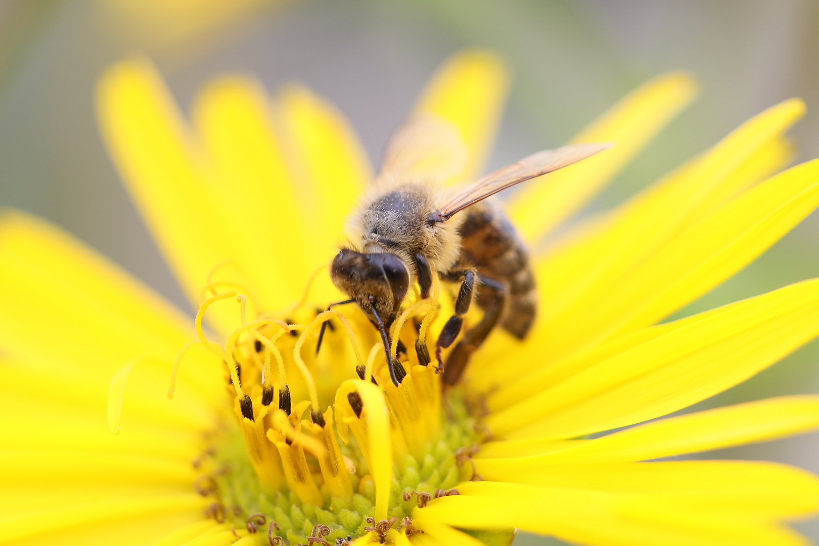 Bienchen bei der Arbeit