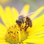 Bienchen bei der Arbeit