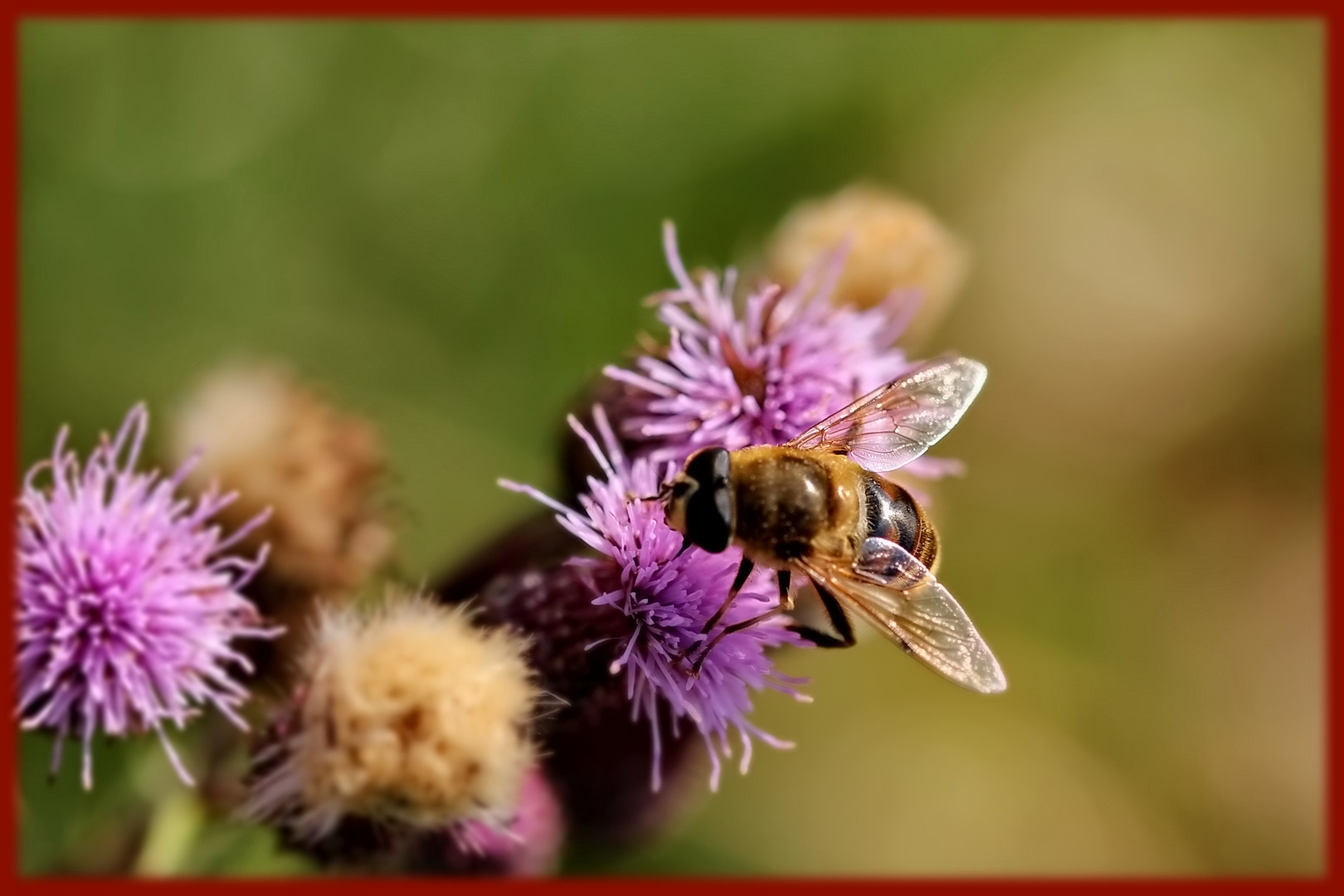 Bienchen bei der Arbeit