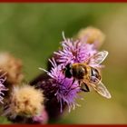 Bienchen bei der Arbeit