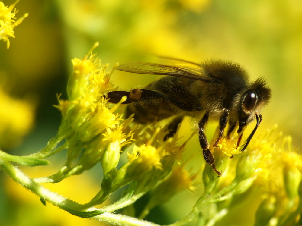 Bienchen bei der Arbeit 2