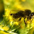 Bienchen bei der Arbeit 2