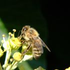 Bienchen bei der Arbeit