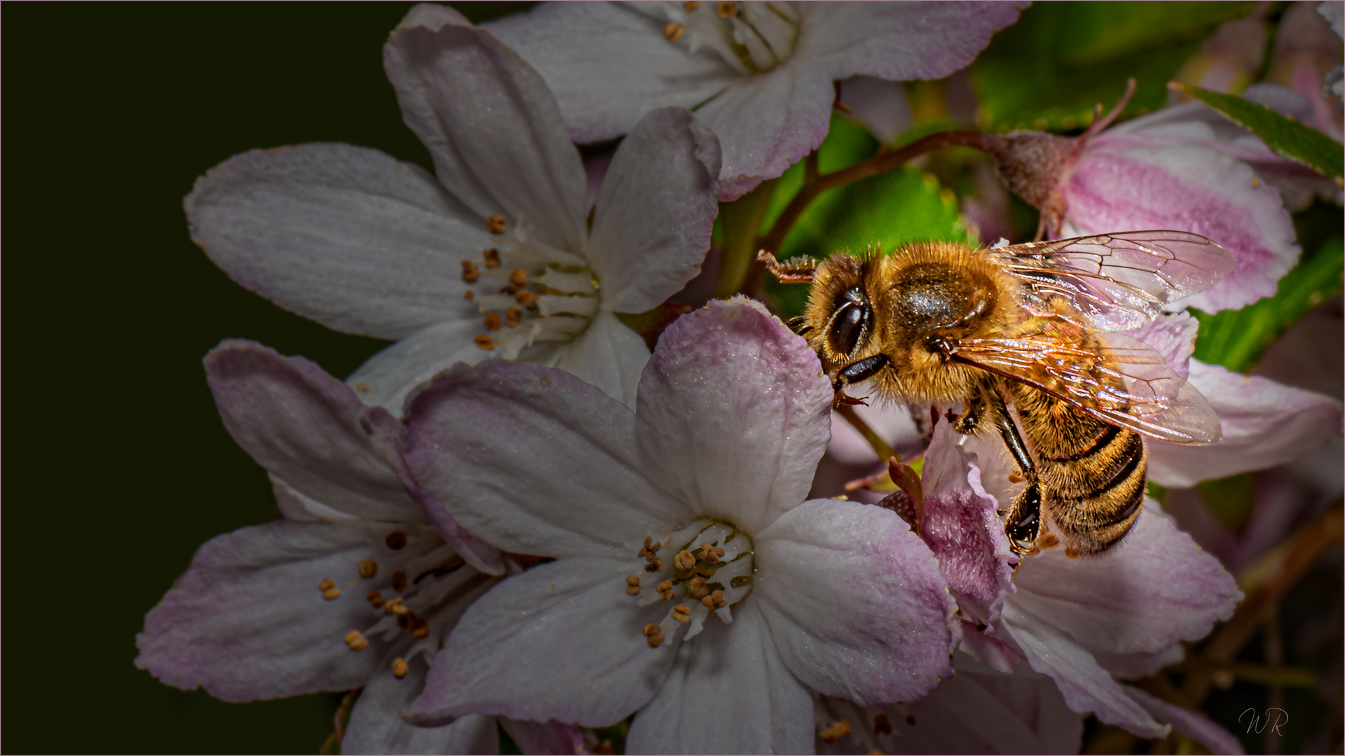 Bienchen bei der Arbeit