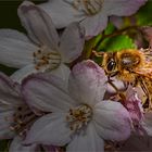 Bienchen bei der Arbeit